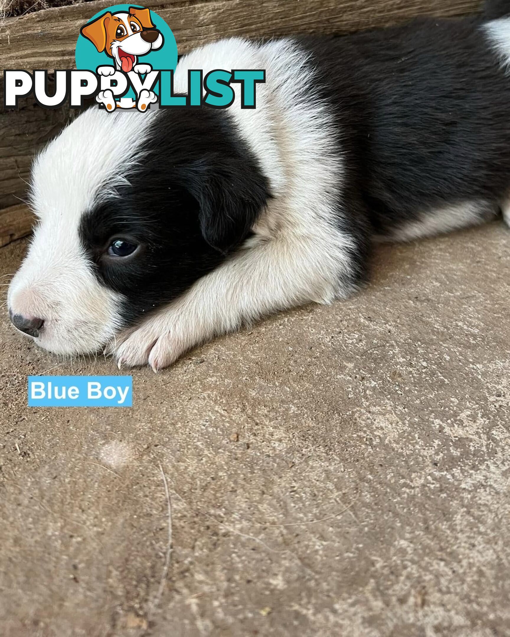 Border Collie puppies