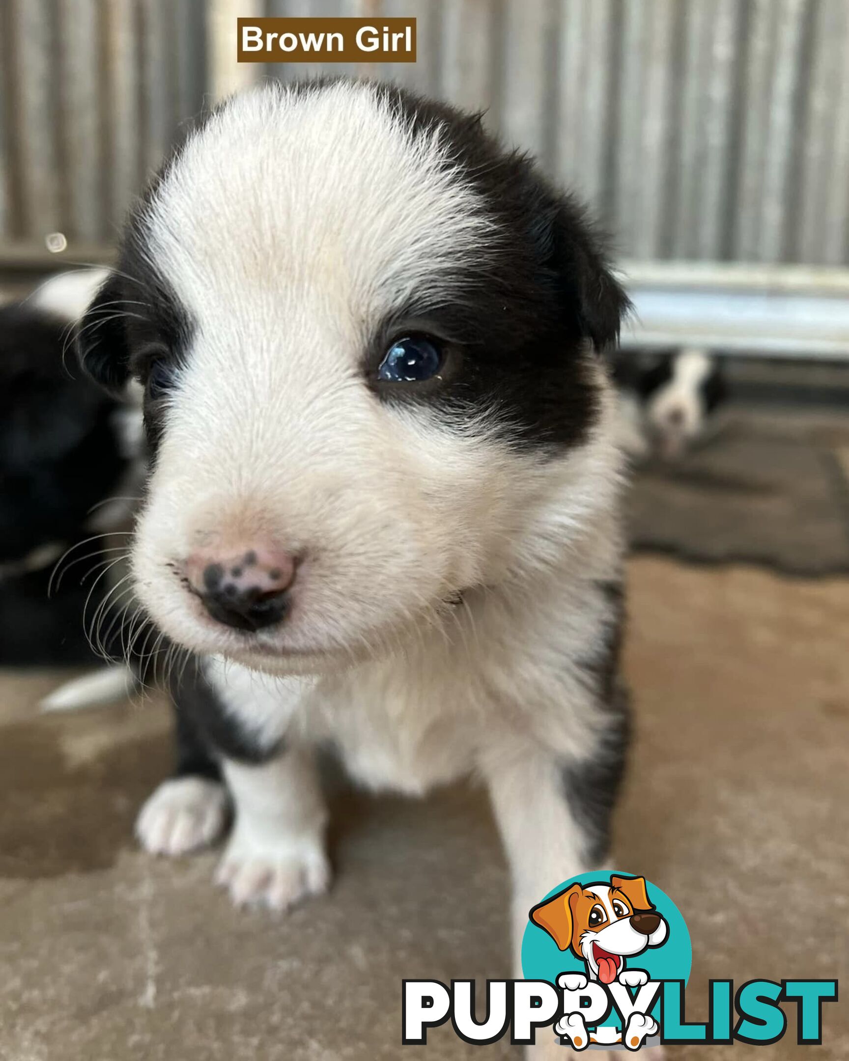 Border Collie puppies