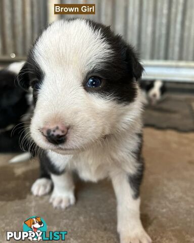 Border Collie puppies