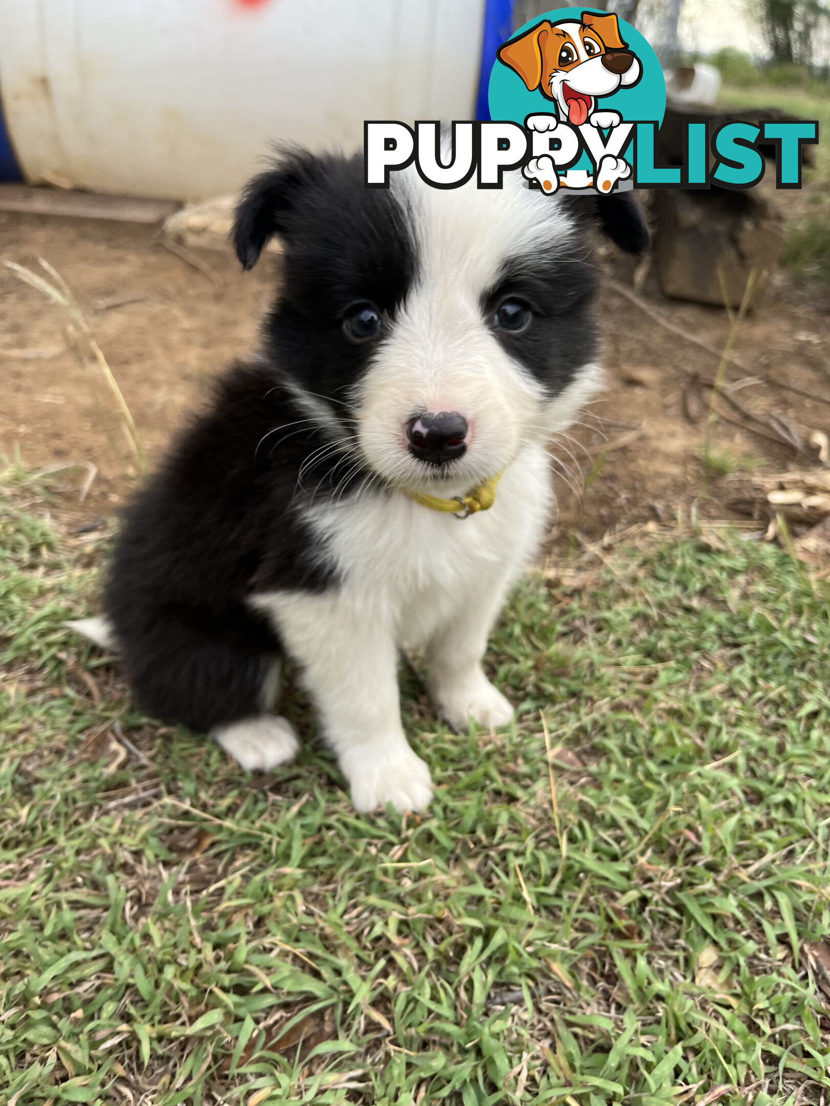 Border Collie puppies