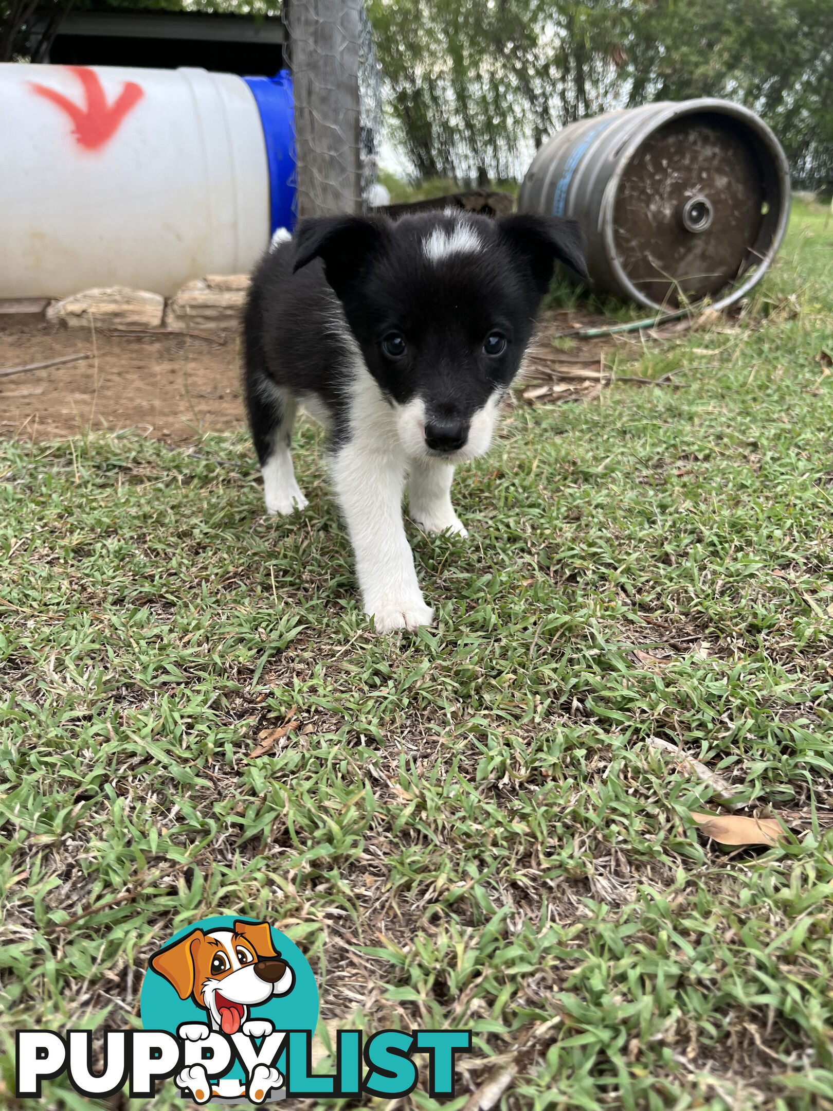 Border Collie puppies