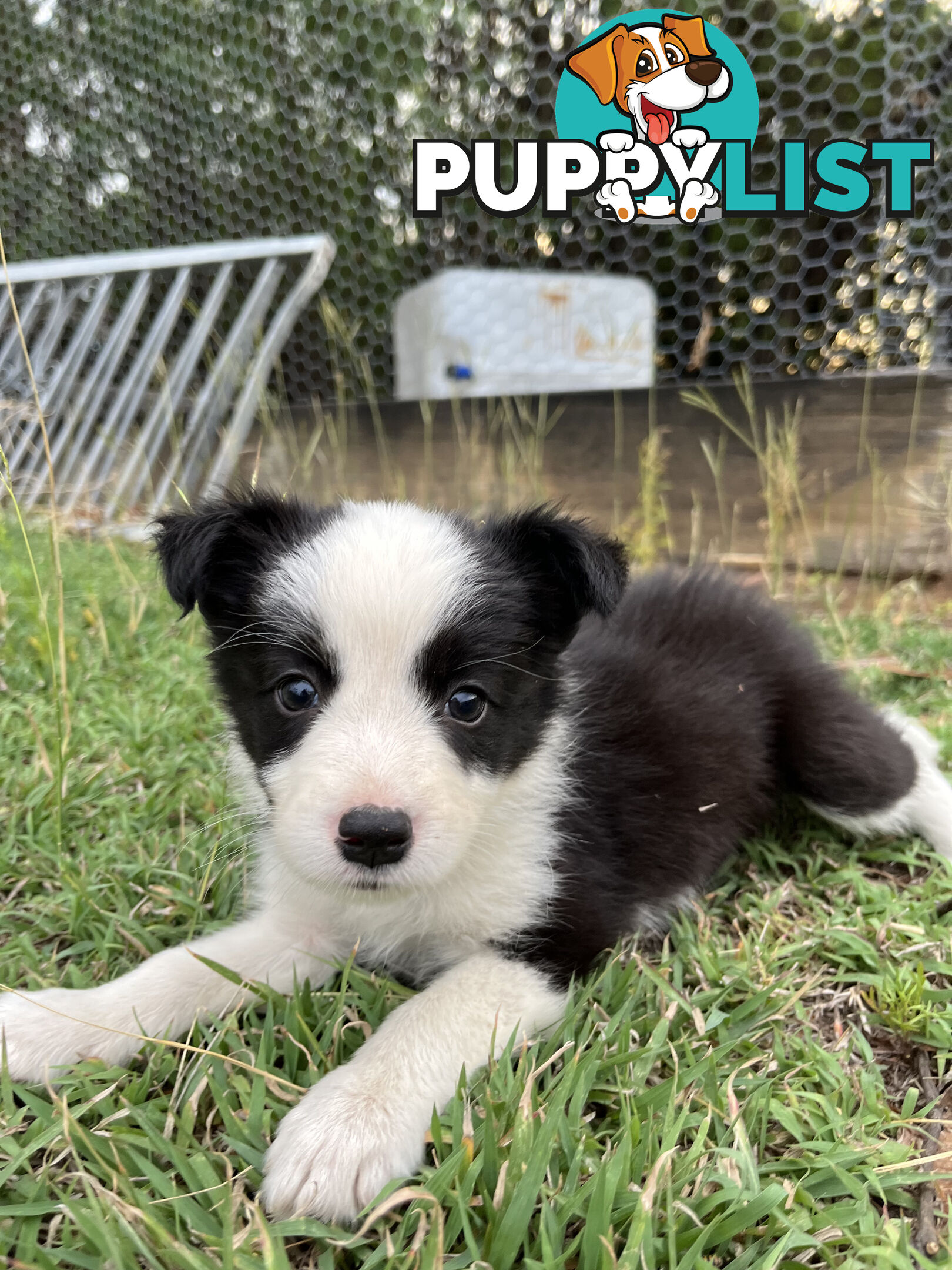 Border Collie puppies