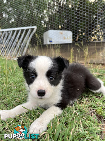 Border Collie puppies