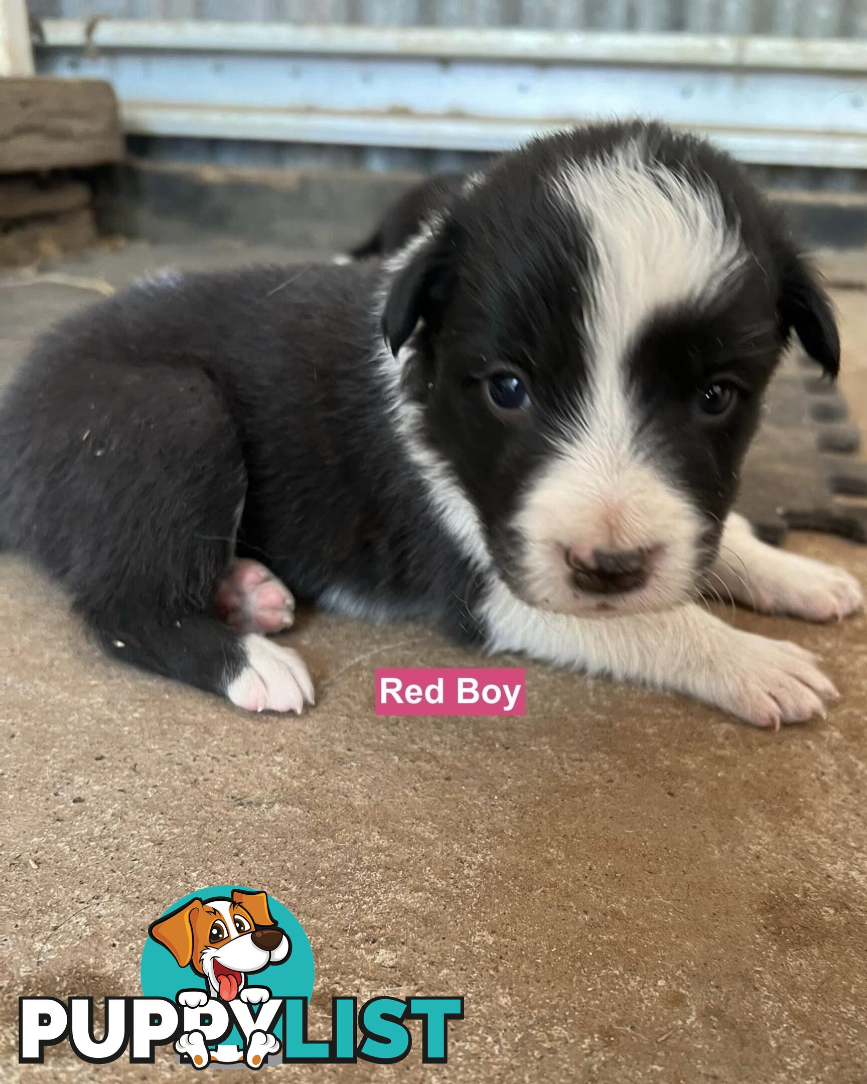 Border Collie puppies