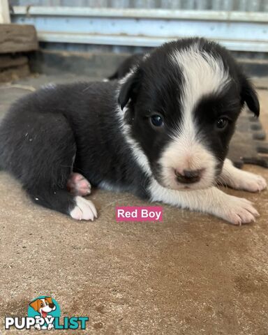 Border Collie puppies