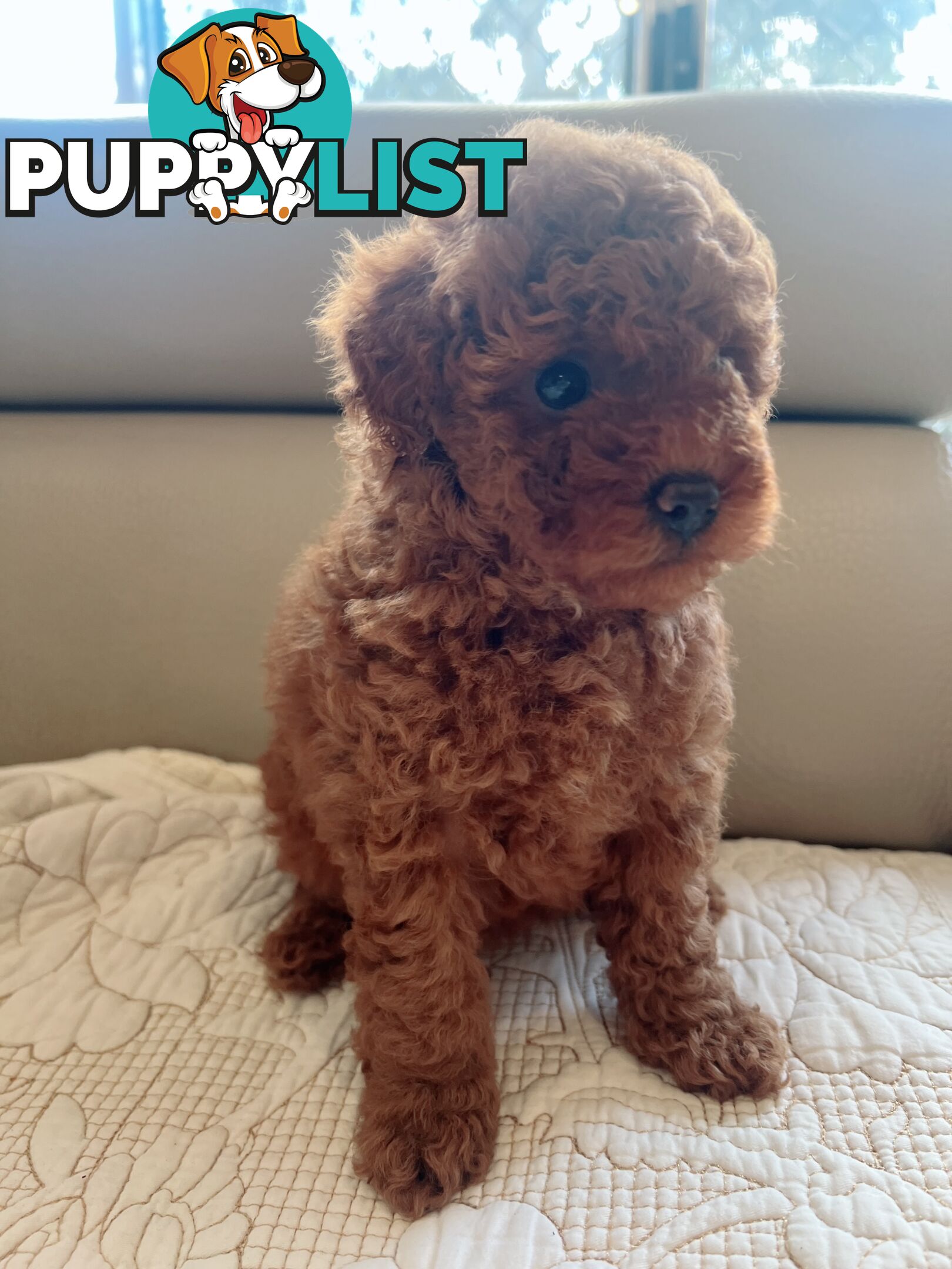 Tiny toy poodle