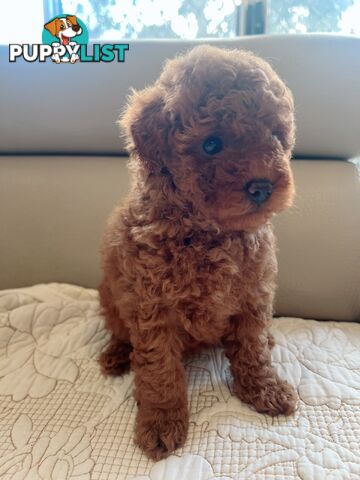 Tiny toy poodle
