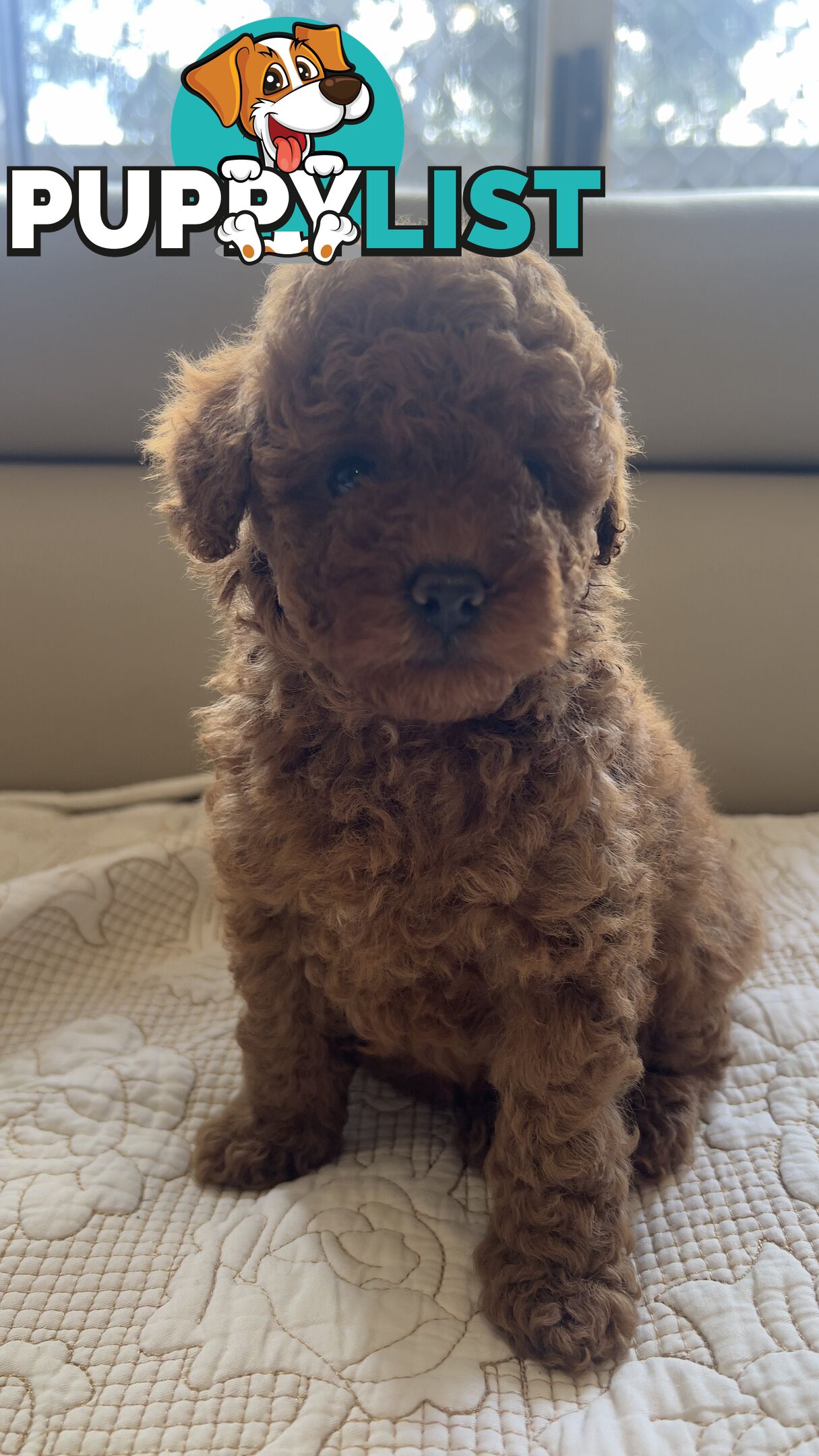 Tiny toy poodle