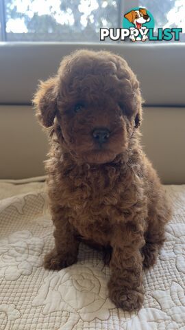 Tiny toy poodle