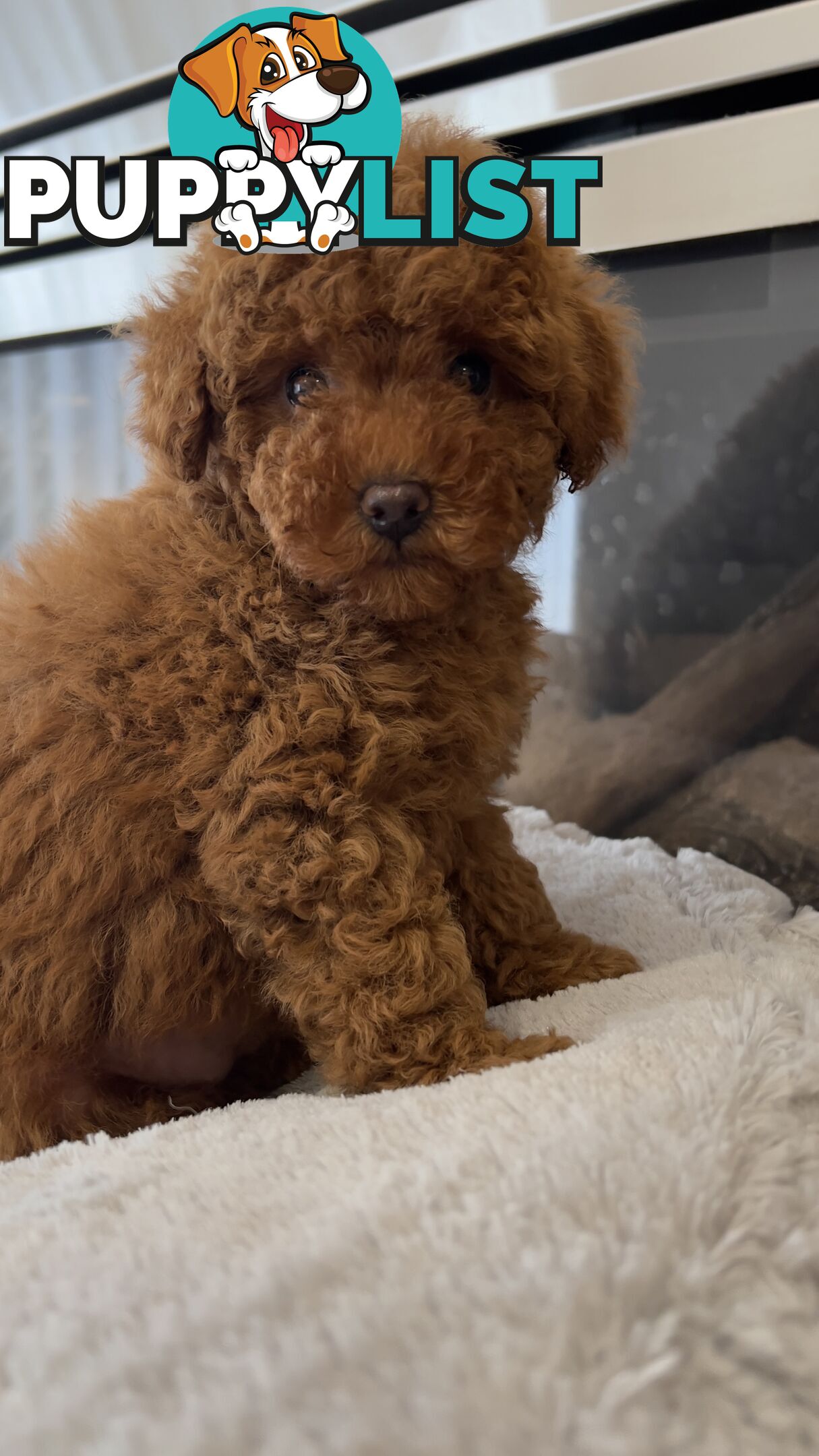 Tiny toy poodle