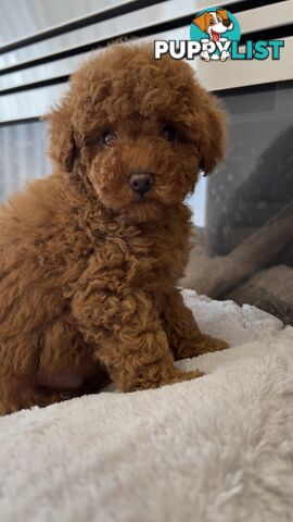 Tiny toy poodle