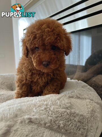 Tiny toy poodle