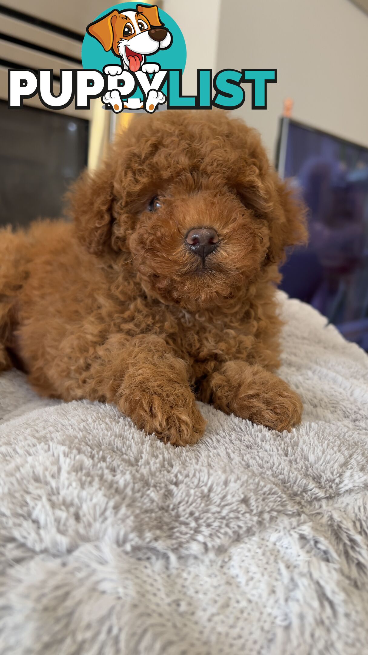 Tiny toy poodle