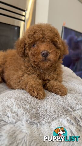 Tiny toy poodle