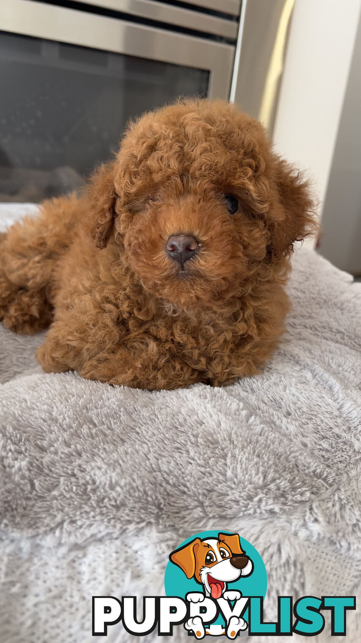 Tiny toy poodle