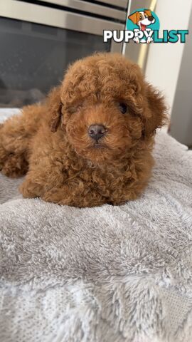 Tiny toy poodle