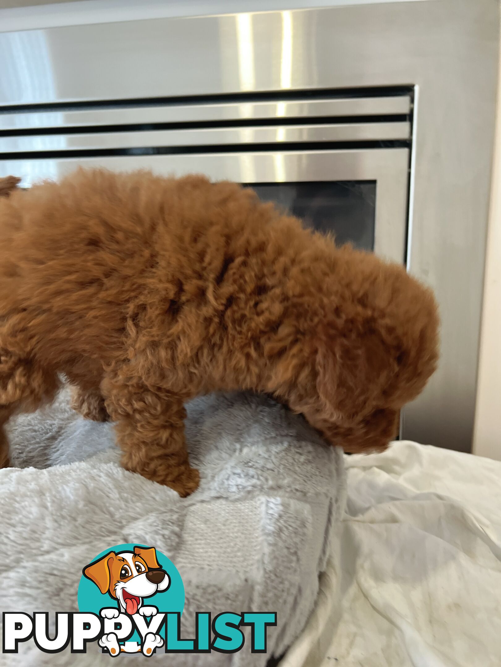 Tiny toy poodle