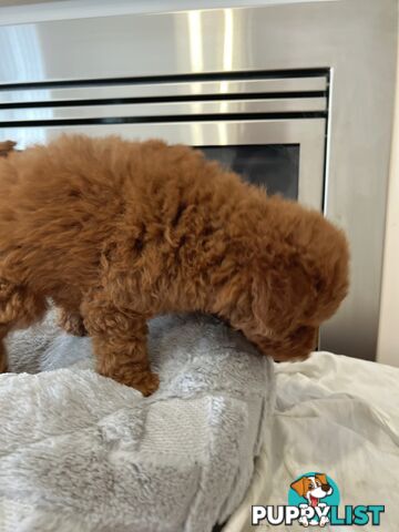 Tiny toy poodle