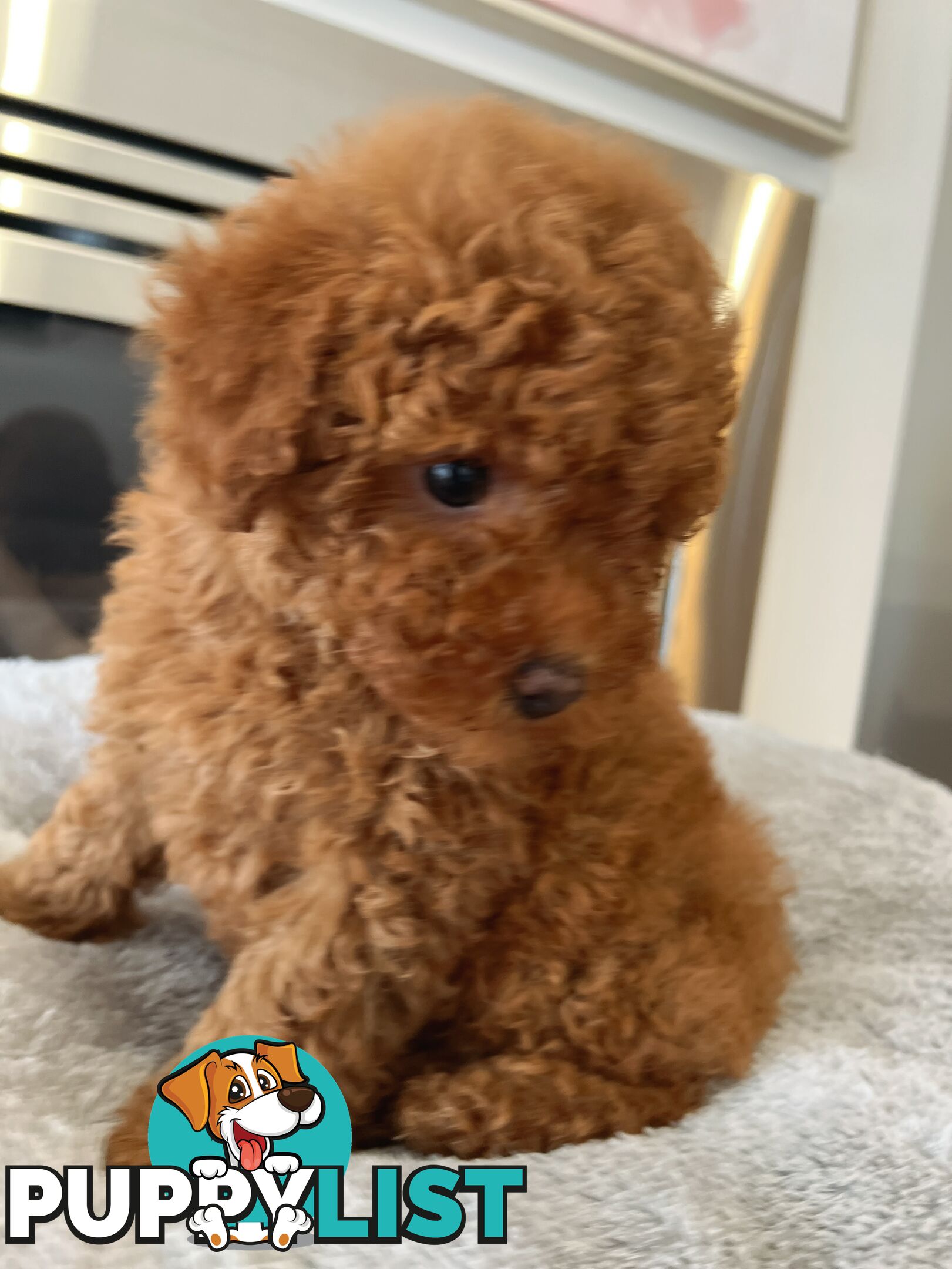 Tiny toy poodle