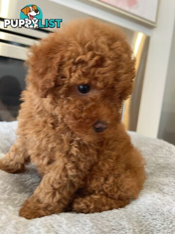 Tiny toy poodle
