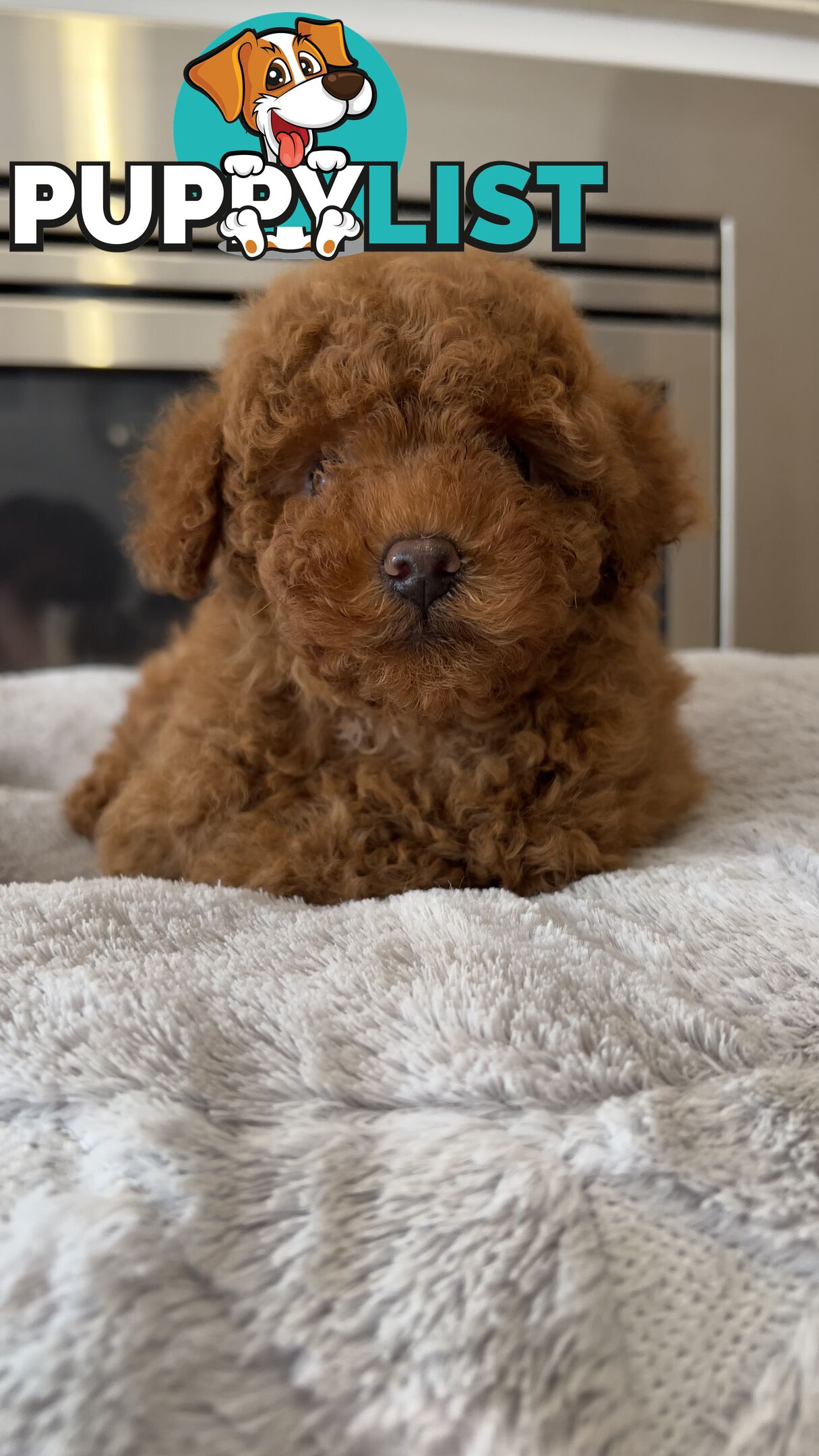 Tiny toy poodle