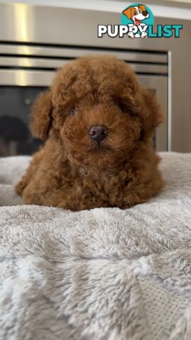 Tiny toy poodle