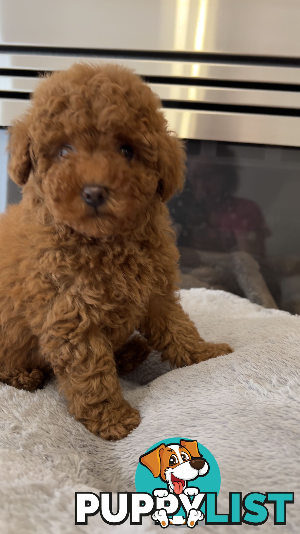 Tiny toy poodle