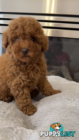 Tiny toy poodle