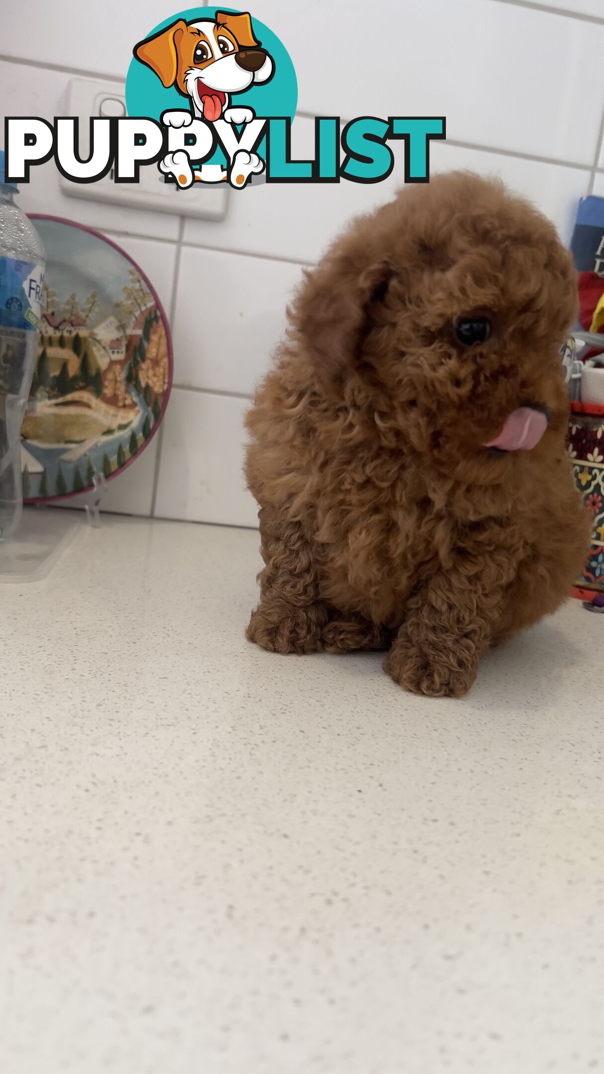 Tiny toy poodle