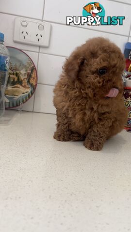 Tiny toy poodle