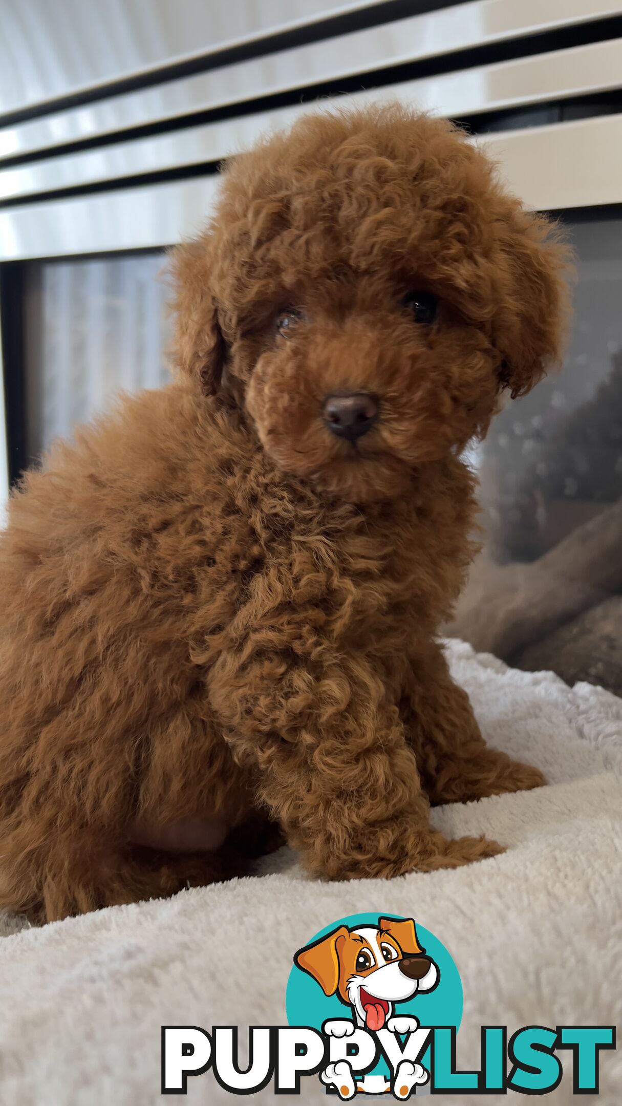Tiny toy poodle