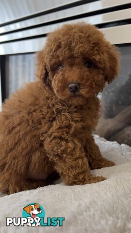 Tiny toy poodle