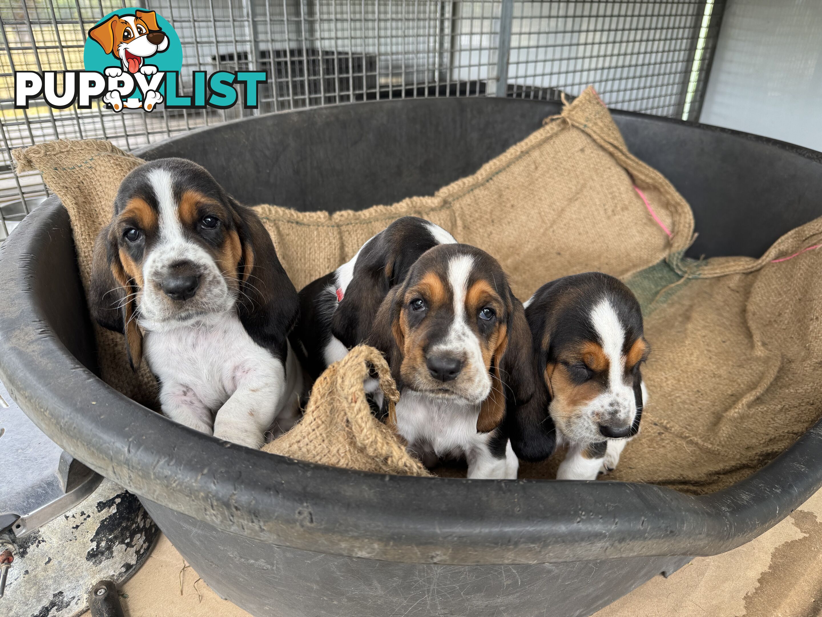 6 Pure Bred Basset Hound Female Pups