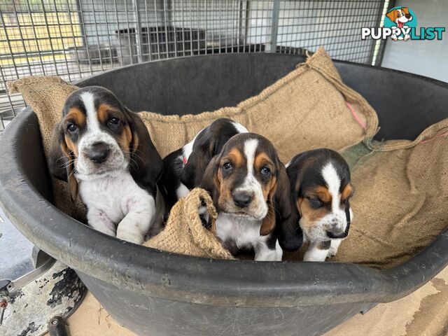 6 Pure Bred Basset Hound Female Pups