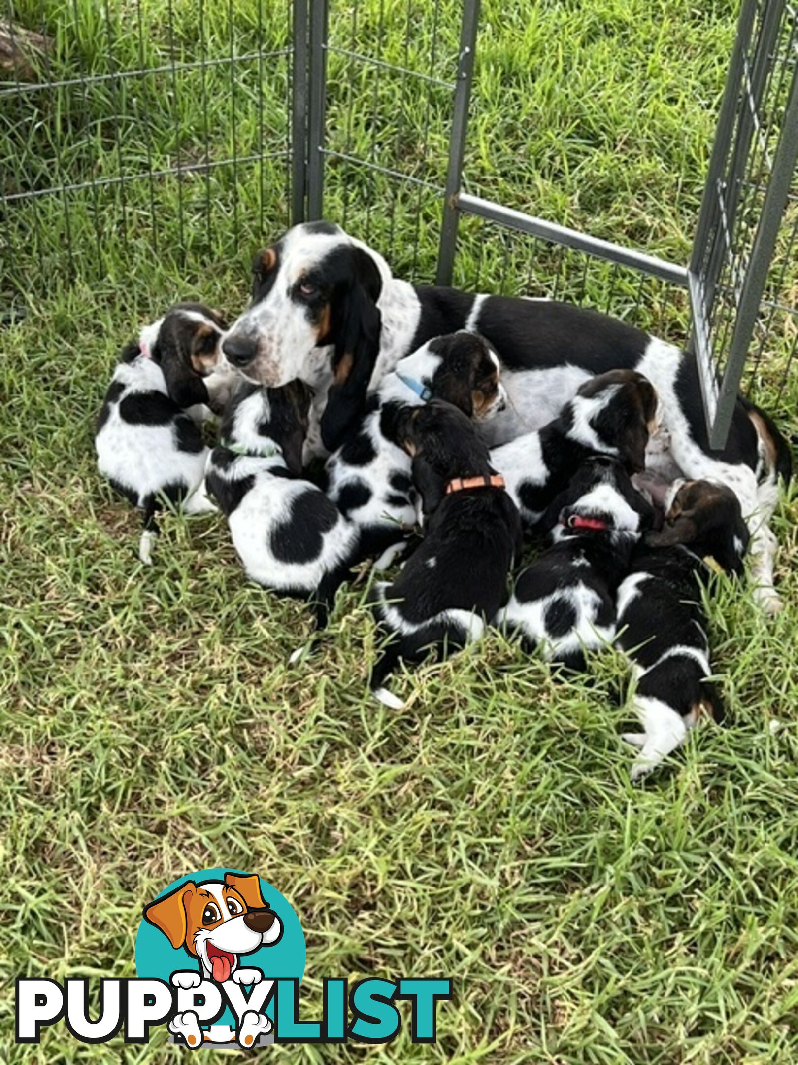 6 Pure Bred Basset Hound Female Pups