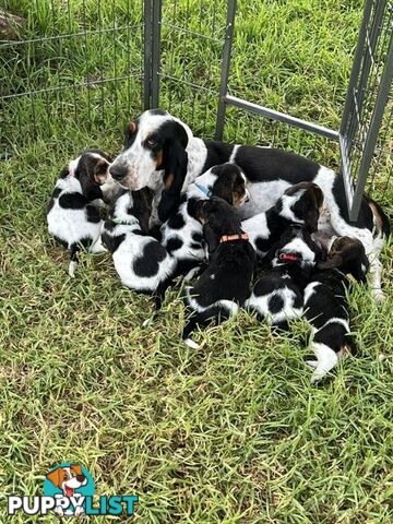 6 Pure Bred Basset Hound Female Pups