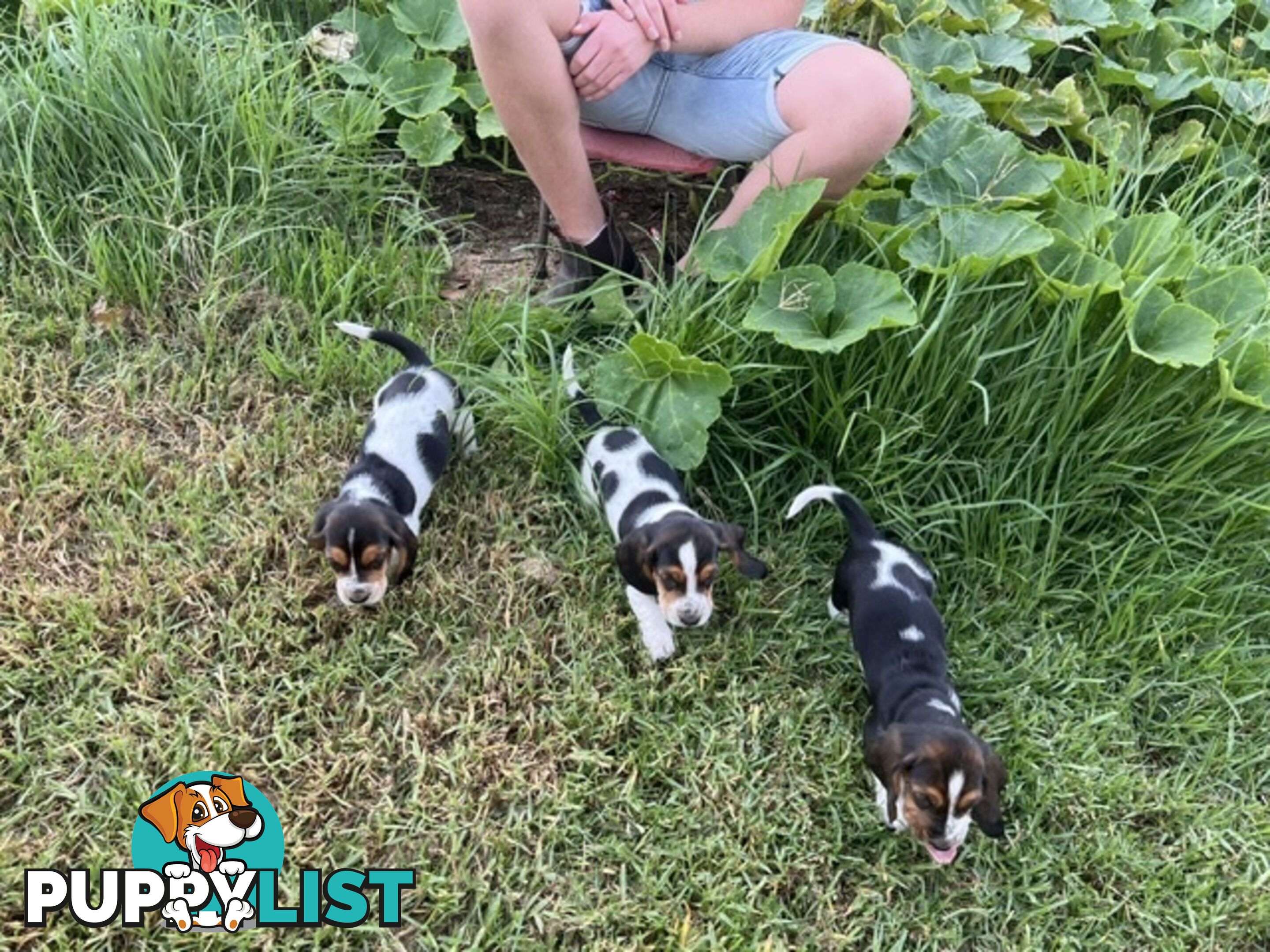 6 Pure Bred Basset Hound Female Pups