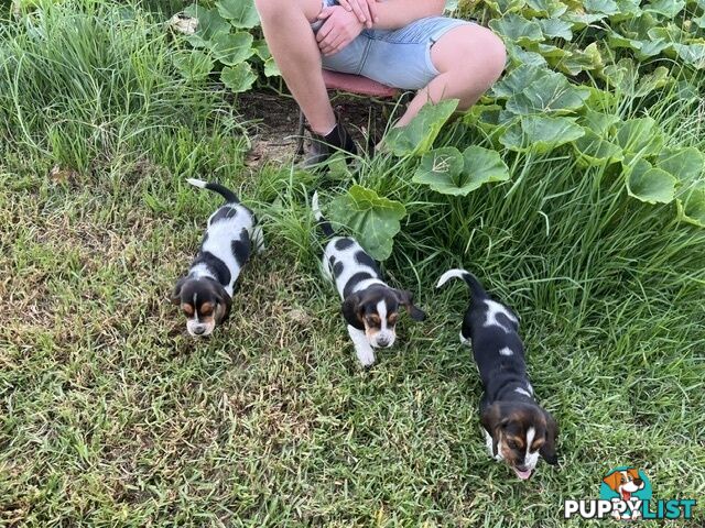 6 Pure Bred Basset Hound Female Pups