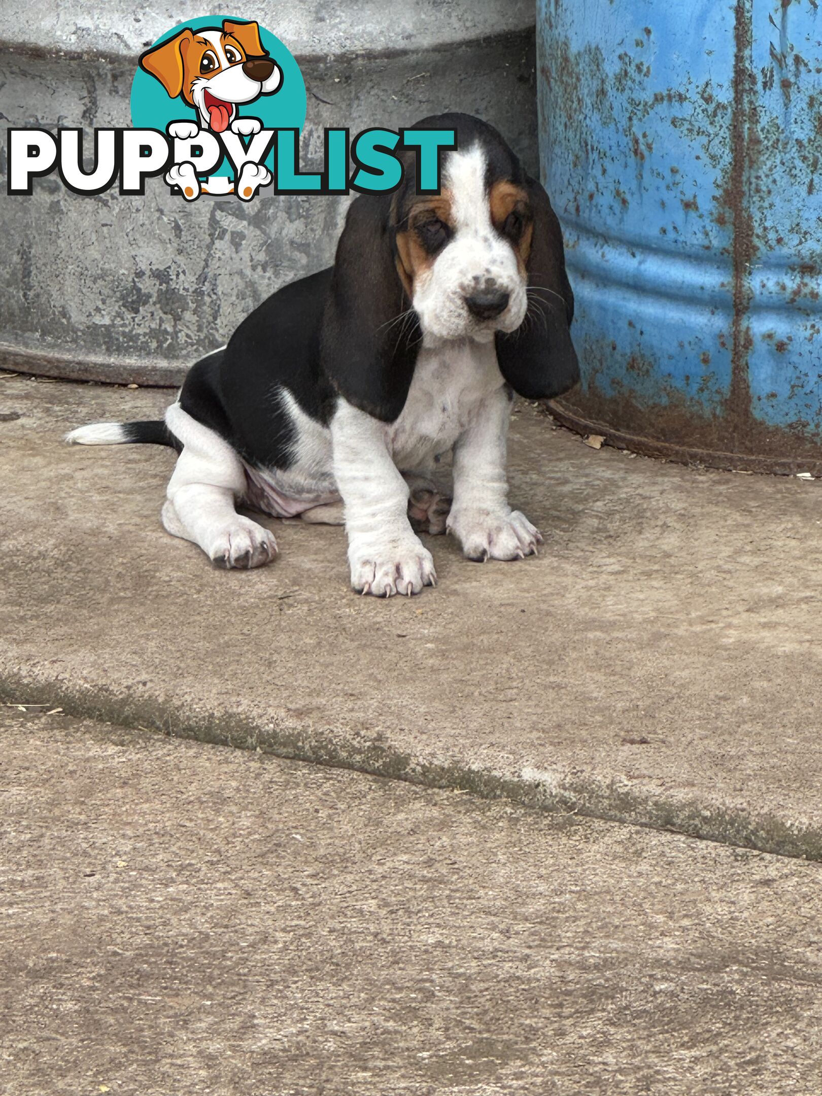 6 Pure Bred Basset Hound Female Pups