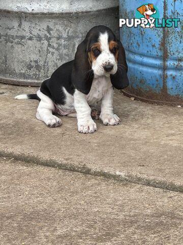 6 Pure Bred Basset Hound Female Pups