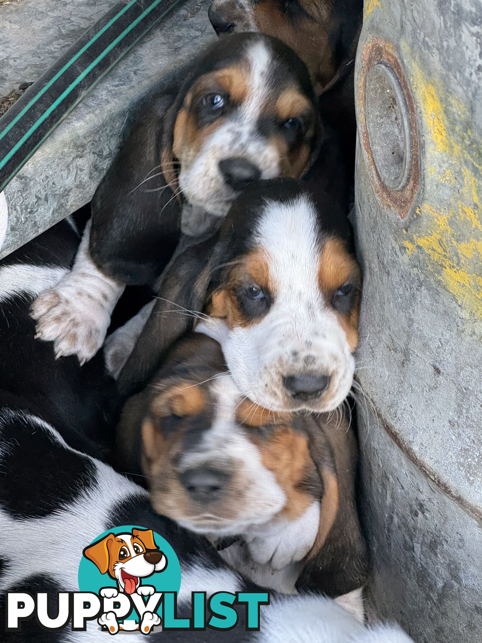 6 Pure Bred Basset Hound Female Pups