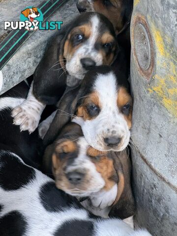 6 Pure Bred Basset Hound Female Pups