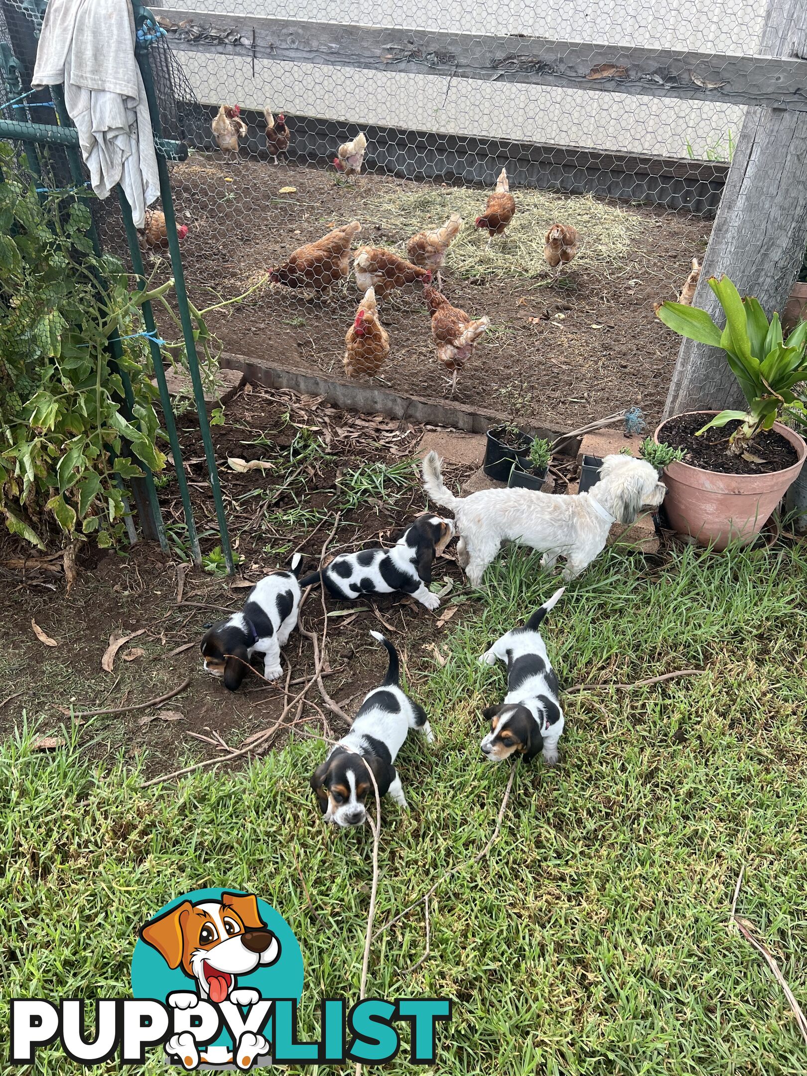 6 Pure Bred Basset Hound Female Pups