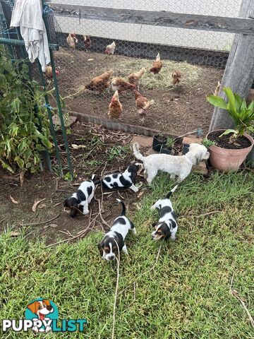 6 Pure Bred Basset Hound Female Pups