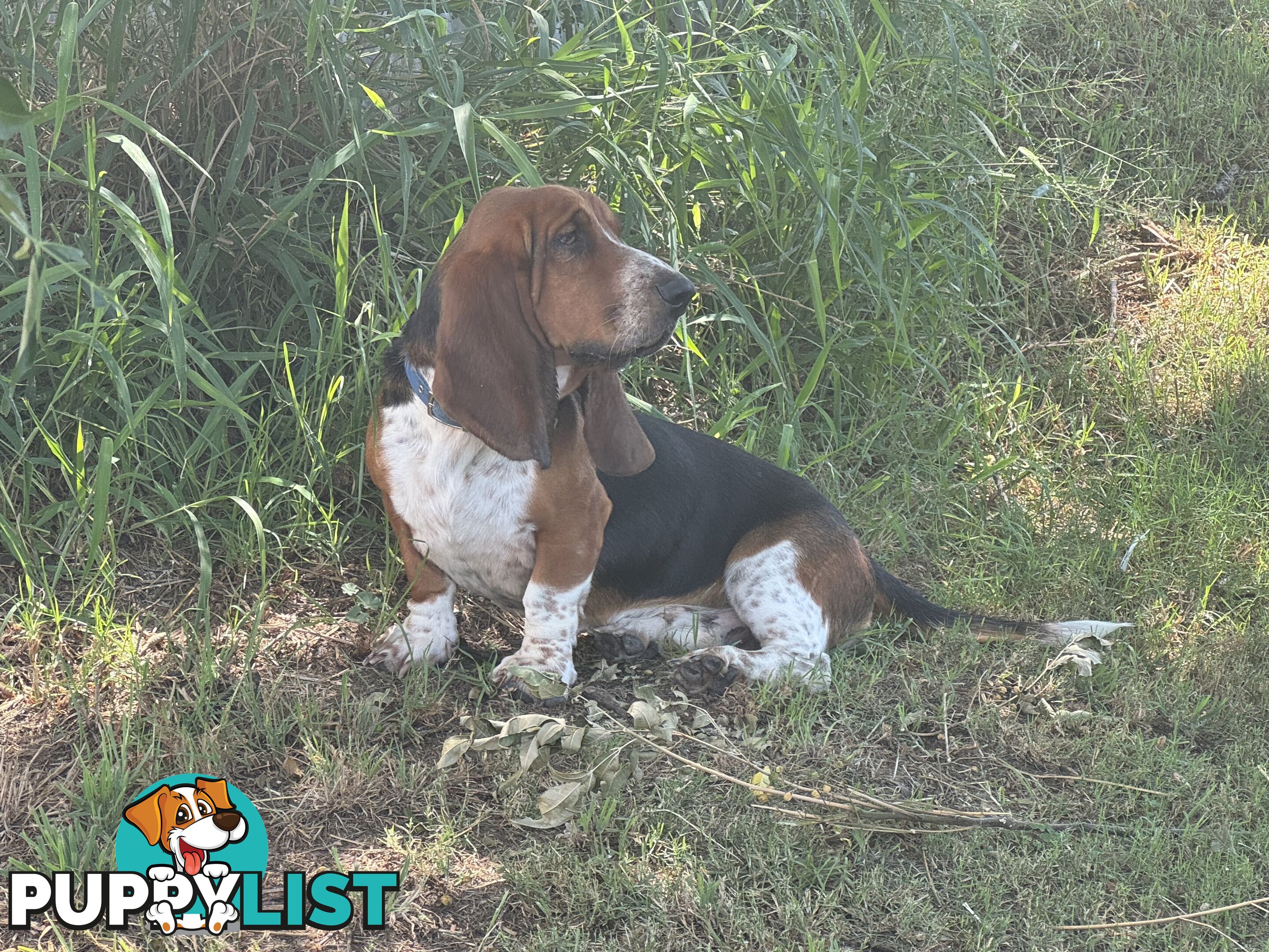 6 Pure Bred Basset Hound Female Pups