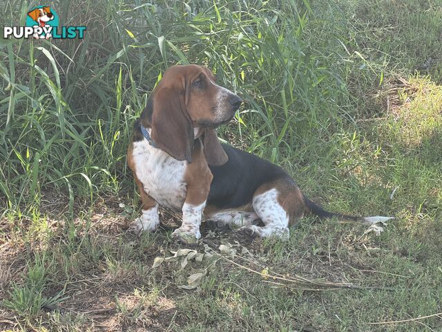 6 Pure Bred Basset Hound Female Pups