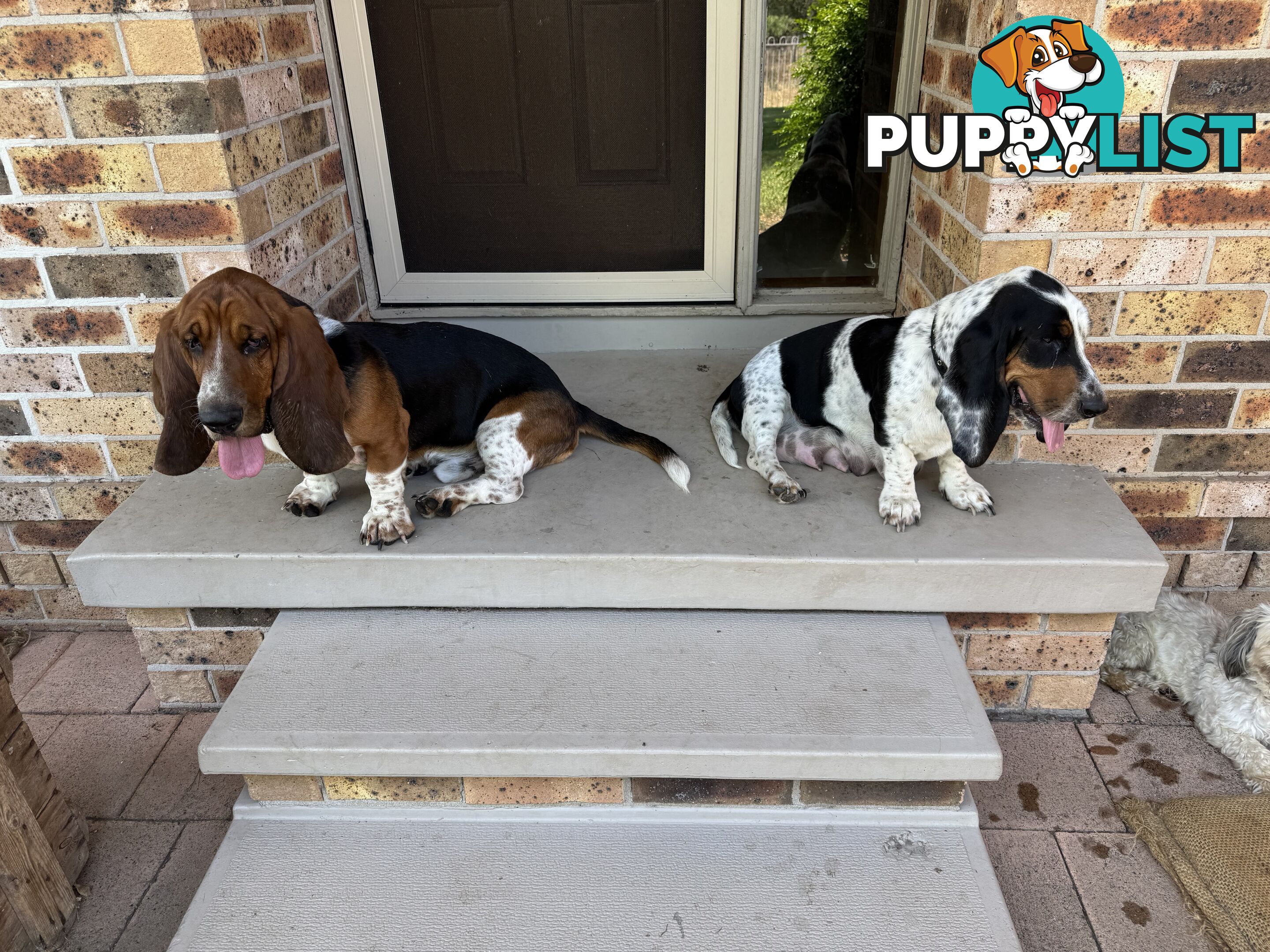 6 Pure Bred Basset Hound Female Pups