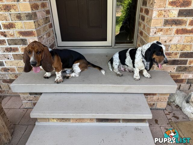 6 Pure Bred Basset Hound Female Pups