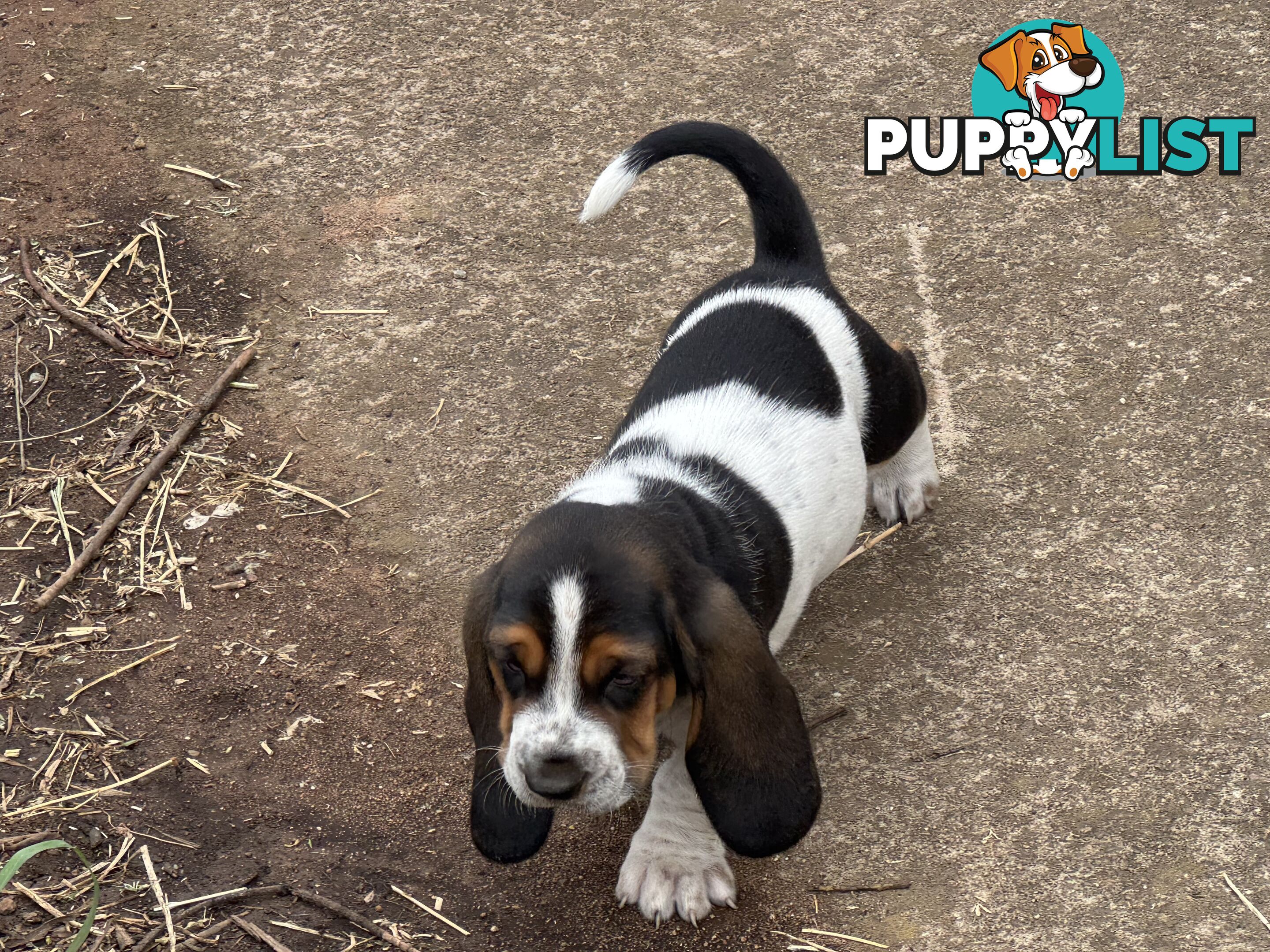 6 Pure Bred Basset Hound Female Pups