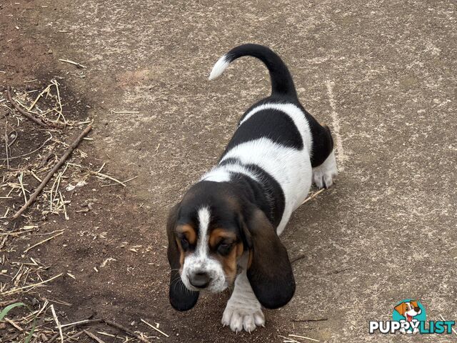 6 Pure Bred Basset Hound Female Pups